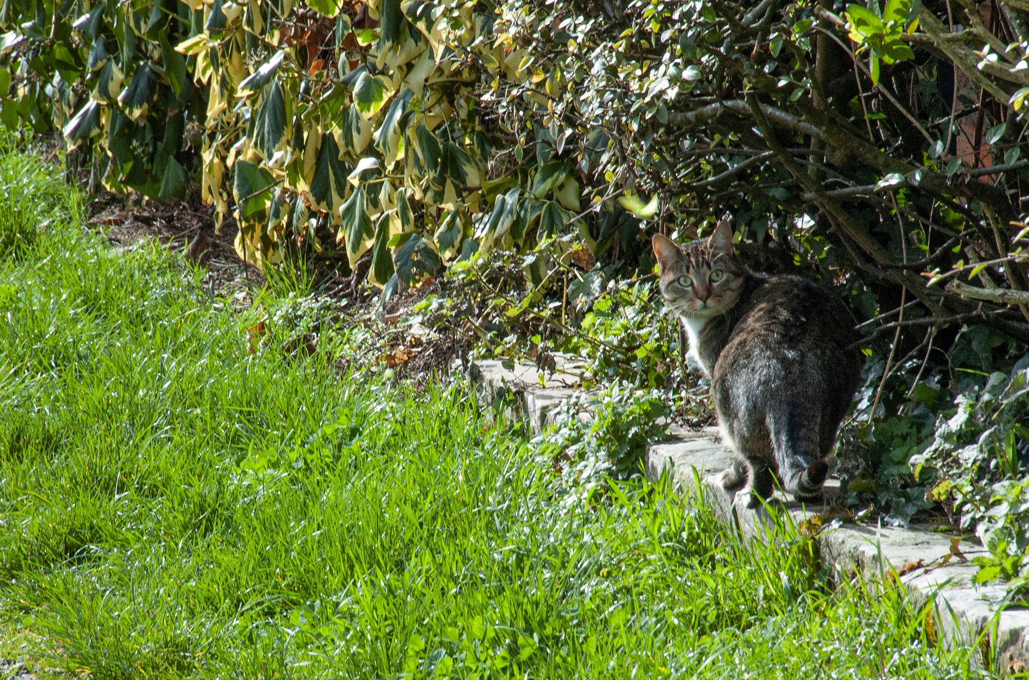 French Cats