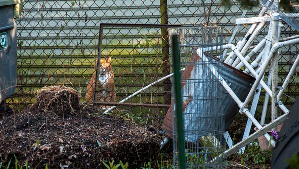 Chicagoland Cats